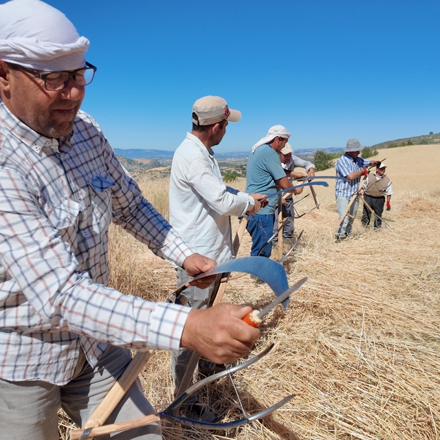 Manisa'da zorlu hububat hasadı yardımlaşmayla kolaylaşıyor