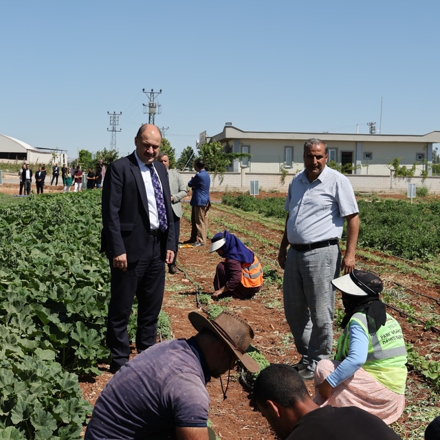 Şanlıurfa'da ata tohumları yeniden üretime kazandırılıyor