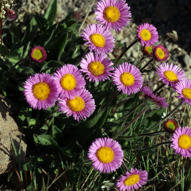 Süphan Dağı'nın yüksek kesimlerinde rengarenk çiçekler açtı