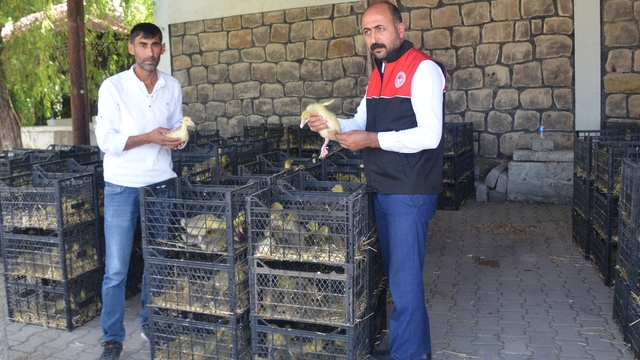 Muş'ta devlet desteğiyle 16 yetiştiriciye kaz yavrusu dağıtıldı