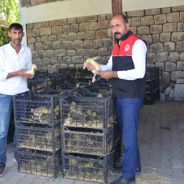 Muş'ta devlet desteğiyle 16 yetiştiriciye kaz yavrusu dağıtıldı