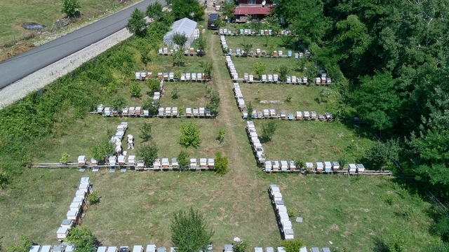 Gür ormanlarda üretilen tescilli Sinop kestane balının hasadı tamamlandı