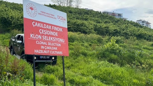 Giresun'da "Çakıldak Fındık"tan yeni çeşit elde etme projesi sürüyor