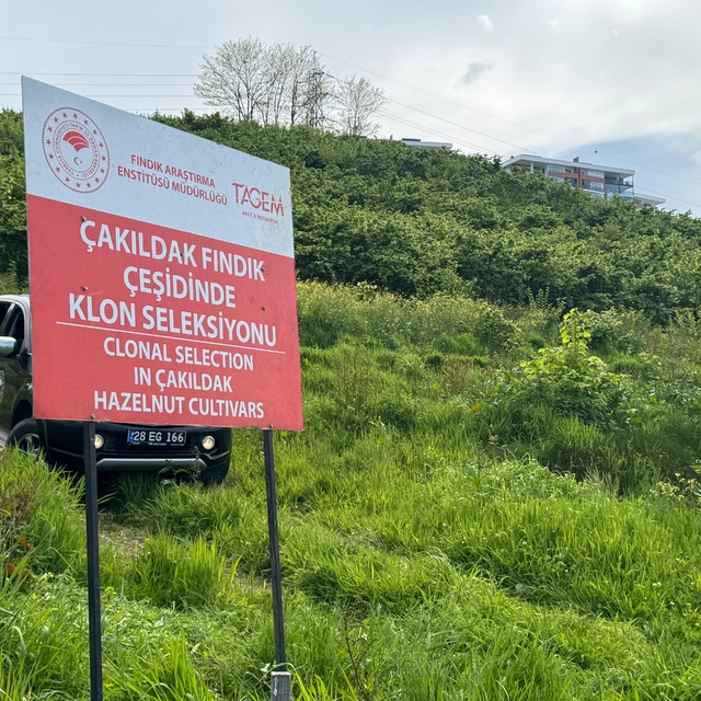 Giresun'da "Çakıldak Fındık"tan yeni çeşit elde etme projesi sürüyor
