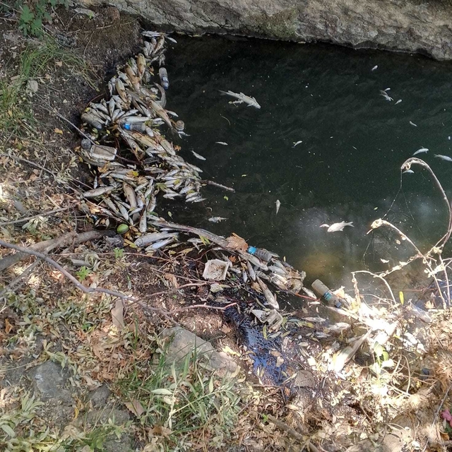 Sinek Çayı'nda balık ölümleri görüldü