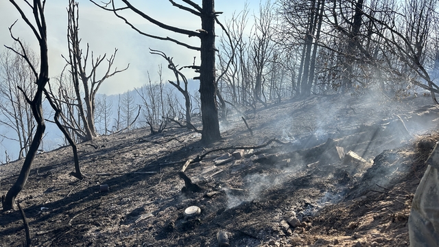 Sakarya'da çıkan orman yangınına müdahale ediliyor
