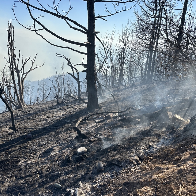 Sakarya'da çıkan orman yangınına müdahale ediliyor