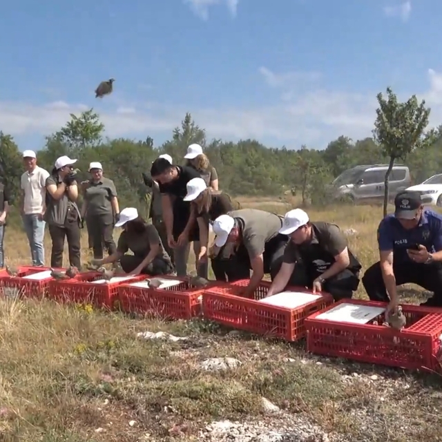 Kastamonu'da 2 bin 100 kınalı keklik doğaya salındı
