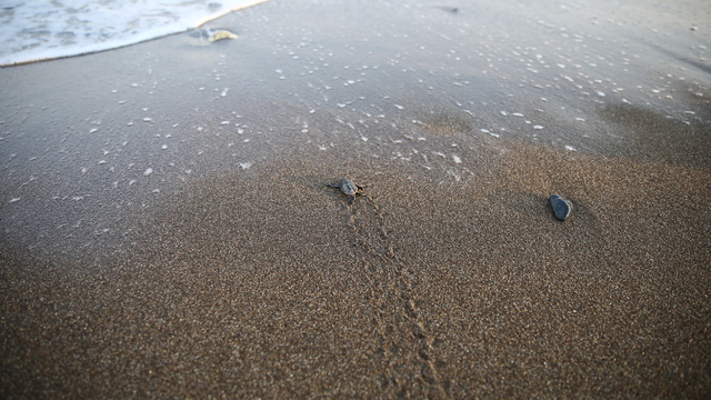 Mersin'de kaplumbağaların yumurta bıraktığı kumsalda yavru çıkışları başladı