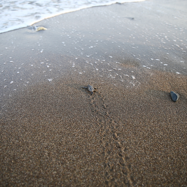 Mersin'de kaplumbağaların yumurta bıraktığı kumsalda yavru çıkışları başlad...