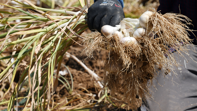 Taşköprü sarımsağı üreten çiftçi 30 yıldır ata tohumundan vazgeçmiyor