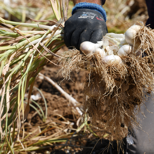 Taşköprü sarımsağı üreten çiftçi 30 yıldır ata tohumundan vazgeçmiyor