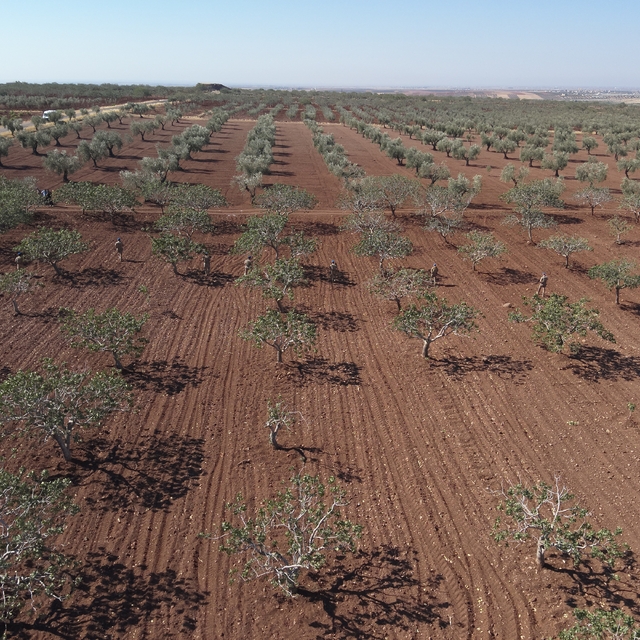 Kilis'te jandarma Antep fıstığı hırsızlığına karşı karadan ve havadan denet...