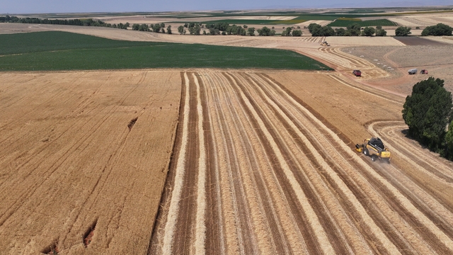Konya Ovası'nda buğdayda yüzde 15, arpada yüzde 30 rekolte kaybı bekleniyor