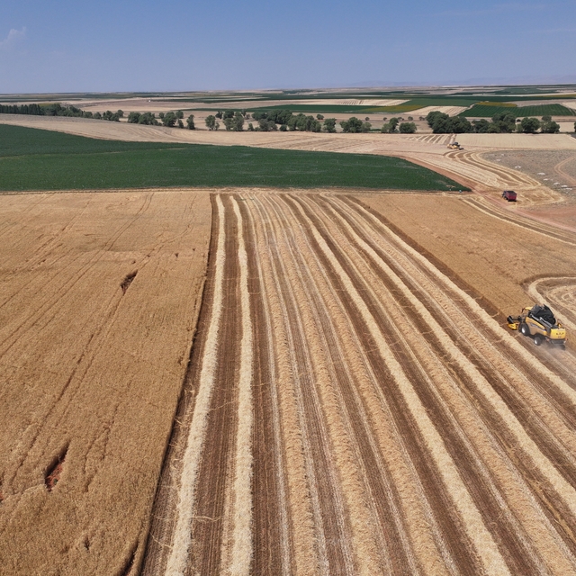 Konya Ovası'nda buğdayda yüzde 15, arpada yüzde 30 rekolte kaybı bekleniyor