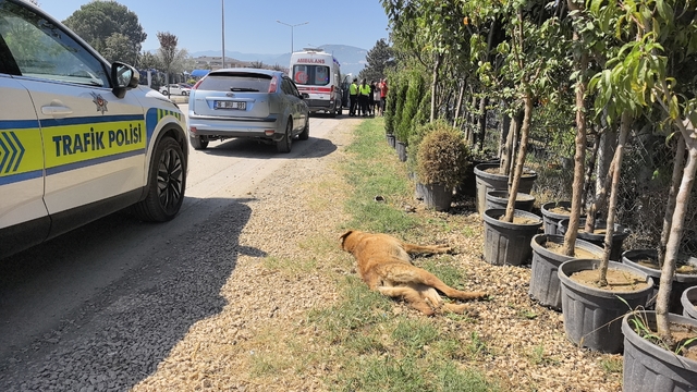Köpeğe çarpan motosikletin sürücüsü yaralandı