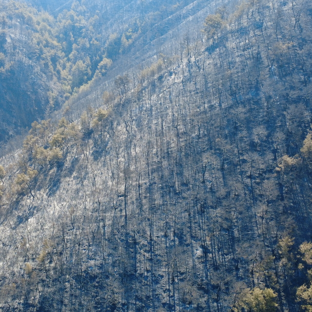 Karabük'te orman yangınına müdahale sürüyor; 55 hektar alan zarar gördü (2)