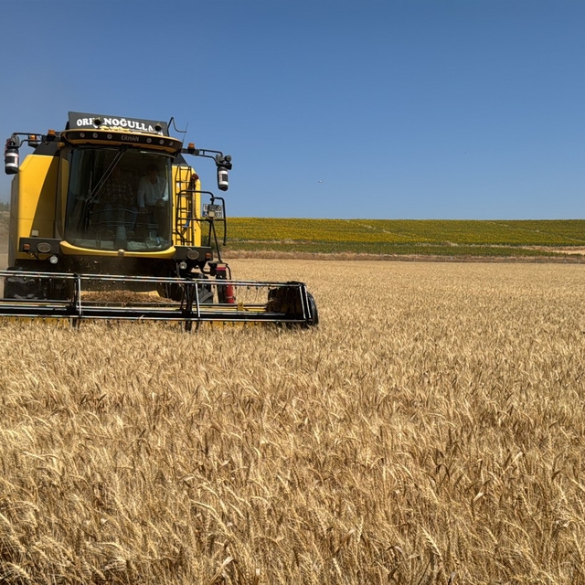 Çorum'da atıl arazide üretilen buğdaydan elde edilecek un ihtiyaç sahipleri...