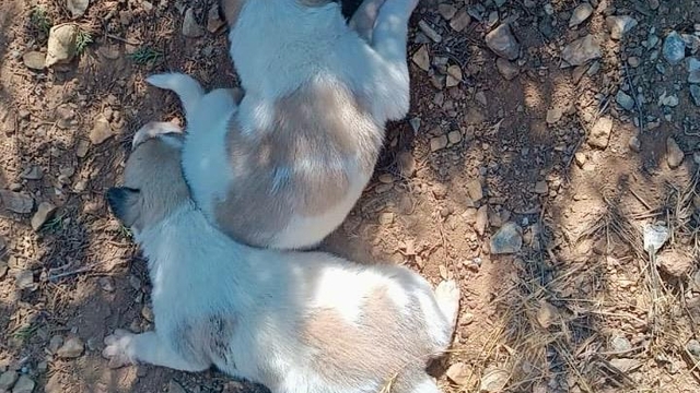 Kırşehir İl Özel İdaresi ekipleri, menfeze sıkışan köpekleri kurtardı