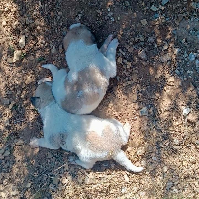 Kırşehir İl Özel İdaresi ekipleri, menfeze sıkışan köpekleri kurtardı