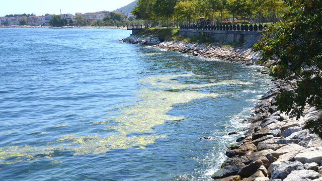 Karamürsel sahilinde yosun tabakası oluştu