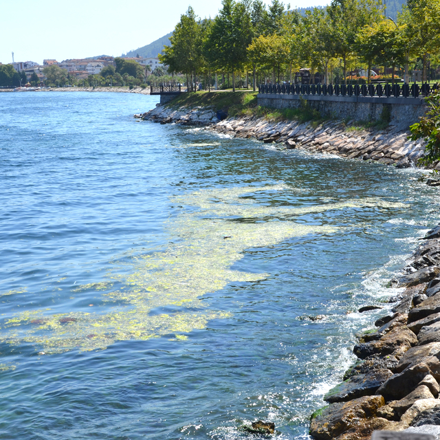 Karamürsel sahilinde yosun tabakası oluştu