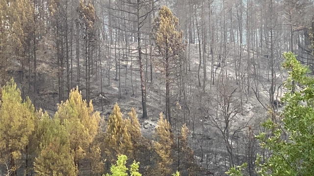Karabük'te orman yangınına müdahale sürüyor; 10 köy boşaltıldı, 55 hektar alan zarar gördü (2)