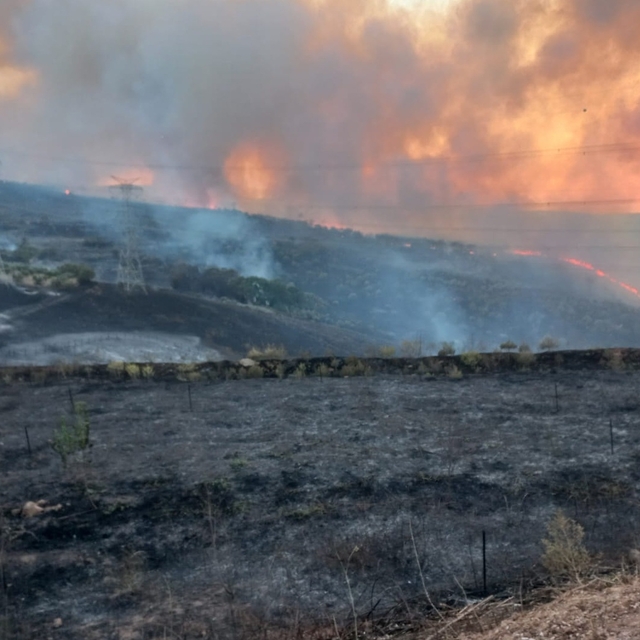 Bandırma'da zeytinliklere sıçrayan yangın kontrol altında