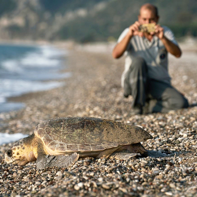 Çıralı'da işletmeler, caretta carettaları sahiplendi