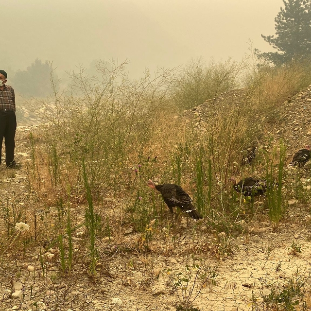 Karabük'teki orman yangınlarına müdahale sürüyor