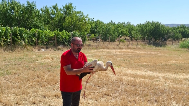 Kırıkkale'de ayağına misina dolanan leyleği çiftçi kurtardı