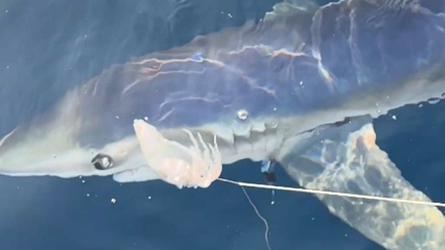 Çanakkale'de 100 kiloluk mavi köpek balığı, balıkçıların oltasına takıldı