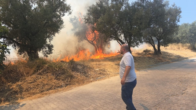 Bursa'da zeytinlikte çıkan yangın söndürüldü