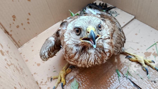 Sinop'ta yaralı bulunan doğan kuşu tedavi altına alındı