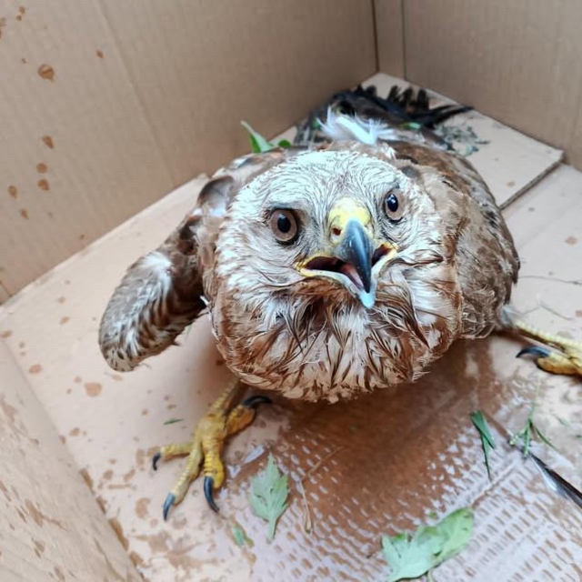 Sinop'ta yaralı bulunan doğan kuşu tedavi altına alındı