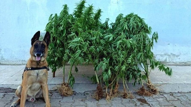 Elazığ'da uyuşturucu operasyonunda 1 şüpheli yakalandı