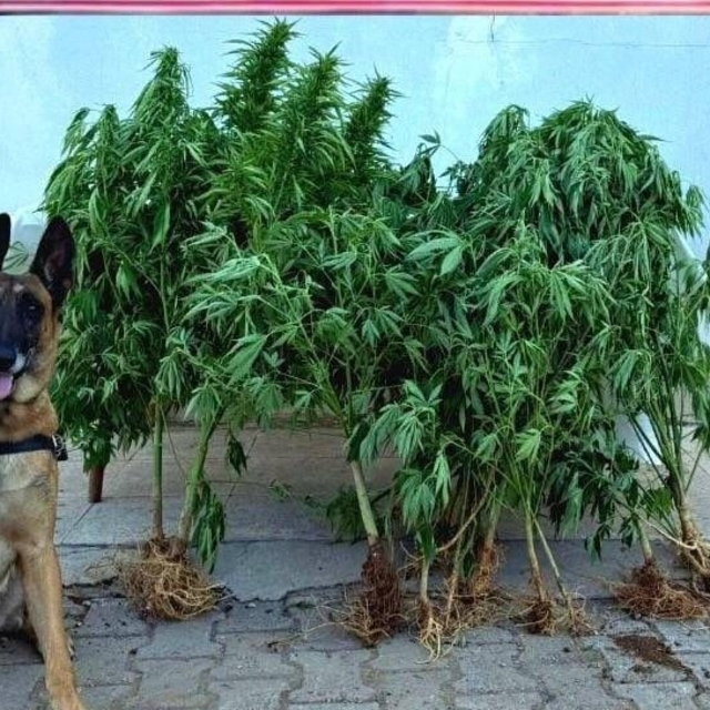 Elazığ'da uyuşturucu operasyonunda 1 şüpheli yakalandı