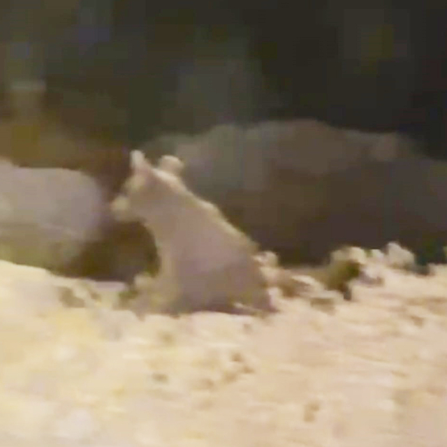 İlçe merkezine inip yiyecek arayan bozayı ile 2 yavrusu kamerada