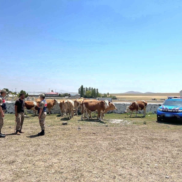 Kars'ta kaybolan 10 büyükbaş hayvan jandarma ekiplerince bulundu