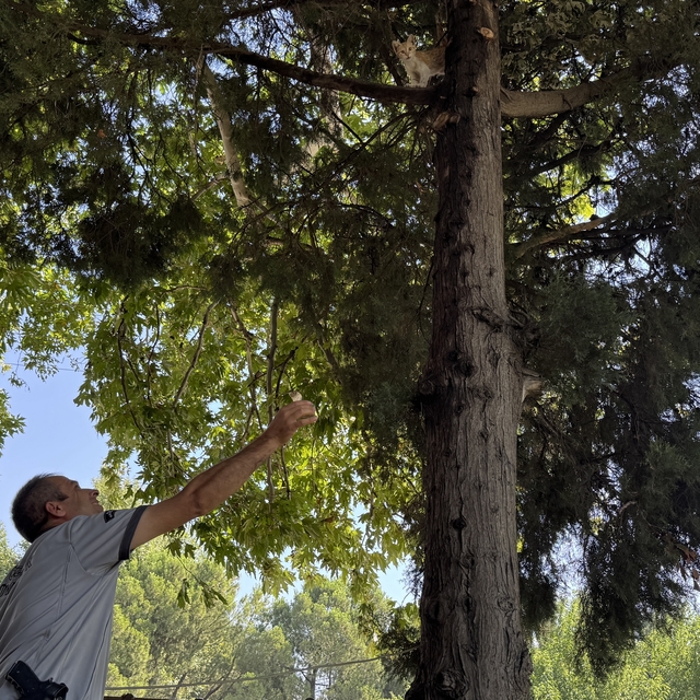 Kahramanmaraş'ta ağaçta mahsur kalan yavru kediyi güvenlik görevlisi kurtar...