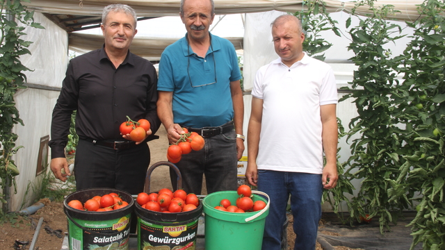 Anadolu'nun kıraç topraklarında yılda 100 ton domates üretiyor