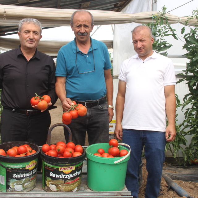 Anadolu'nun kıraç topraklarında yılda 100 ton domates üretiyor
