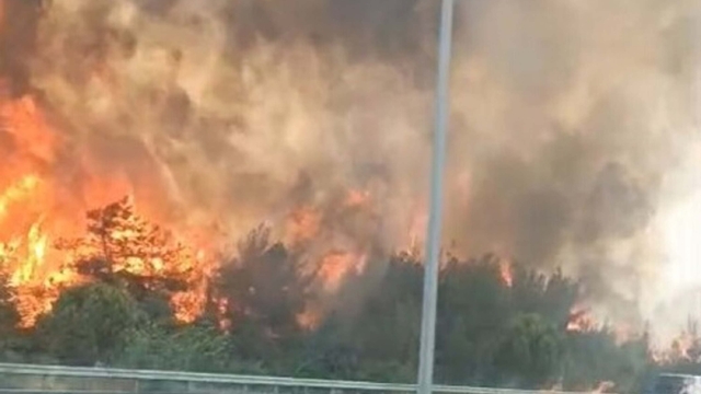 İzmir'de orman yangını