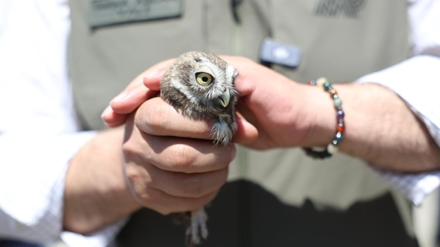 Düzce'de 5 baykuş ve 20 bin alabalık doğaya bırakıldı