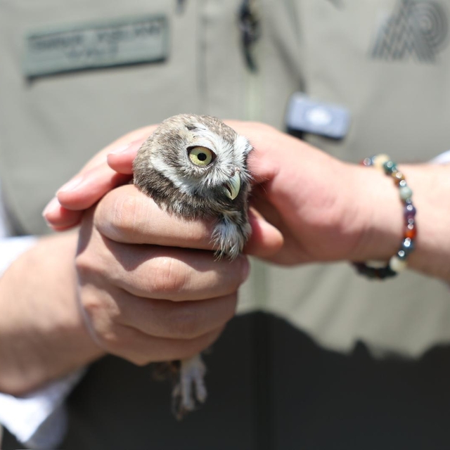 Düzce'de 5 baykuş ve 20 bin alabalık doğaya bırakıldı