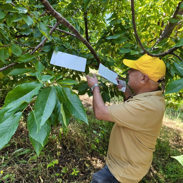 Beyşehir'de patates ekili alanlar kontrol edildi
