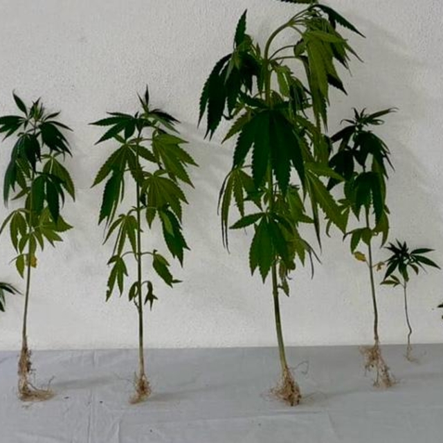 Kırşehir'de dronla yasa dışı ekilen kenevir tespit edildi