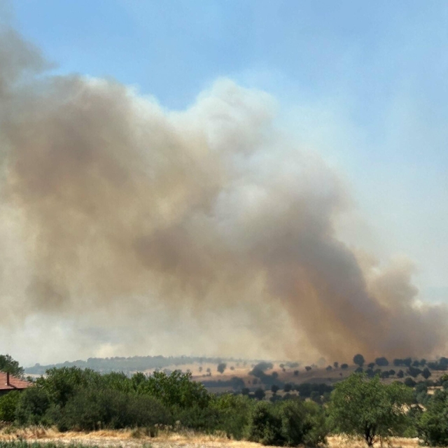 Uşak'ta meşelik yangını