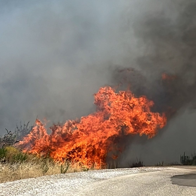Denizli'de anız yangını ormana sıçradı