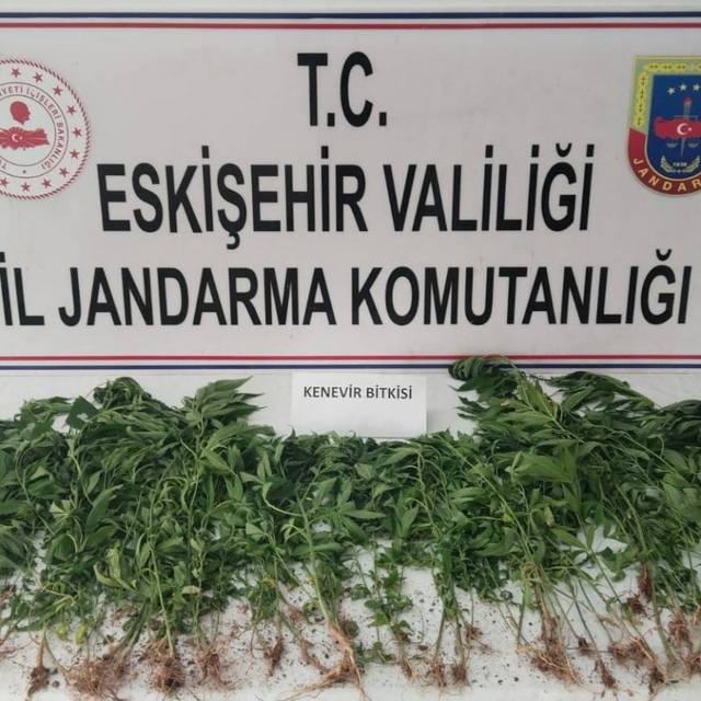 Eskişehir'de 120 kök Hint keneviri ele geçirildi